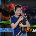SV388 Link Dan Agen SV388